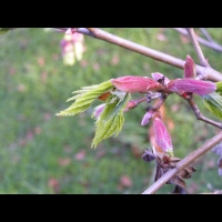 Acer shirasawanum cv Aureum (fam Aceracees) (4)